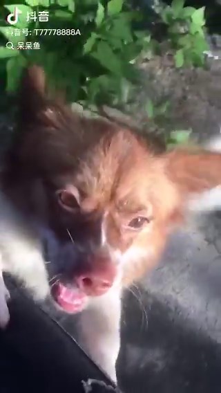 ぜってー、許さねーー！！😭😭😭😭😭😭😭動物虐待反対！！！Say "No" to animal abuse!Condanniamo la crudeltà verso gli animali！＃中国猫のSOS