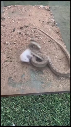 wildanimalshorts98 on Instagram: "𝐖𝐀𝐑𝐍𝐈𝐍𝐆: @natures.hunters shows brutal wildlife videos 🩸🔞 follow @natures.hunters for more! 日本利用压电瓷砖将脚步转化为电能。这些瓷砖捕捉来自你脚步的动能。当你行走时，你的重量和动作会对瓷砖产生压力。瓷砖会轻微弯曲，从而产生机械应力。瓷砖内部的压电材料将这种应力转化为电能。每一步都会产生少量电荷，而数百万步结合在一起就能产生足够的电力来驱动 LED 灯、数字显示屏和传感器。在像涩谷车站这样繁忙的地方，每天大约有240万个脚步为这一系统作出贡献。这些电能可以被储存或立即使用，从而减少对传统电力来源的依赖，并支持可持续的城市基础设施。这种方法将日常运动转化为实用的可再生能源 ＃日本 #知识＃事实 #你知道吗#推荐#科技 #创新 ＃历史 技术 实验热门 日本利用压电瓷砖将脚步转化电能。这些瓷砖捕捉来自你脚步的动能。当你行走时，你的重量和动作会对瓷砖产生压力。瓷砖会轻微弯曲，从而产生机械应力。瓷砖内部的压电材料将这种应