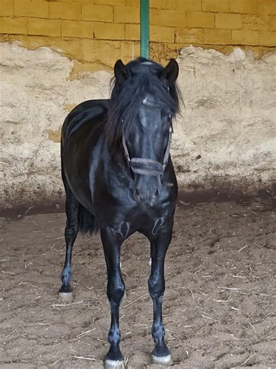 Bandolero, our black PRE stallion. breeding approved, 164cm tall. turning 4 years old this year. #horse #stallion #purarazaespañola #andalusian