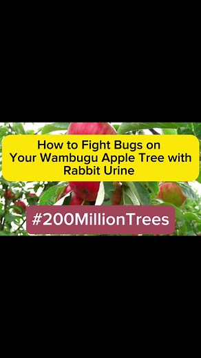 Using Rabbit Urine to Kill Insects on Your Wambugu Apple | Ibraheem Dooba
