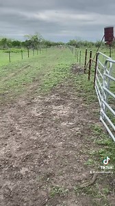 42K views · 504 reactions | For those of you who are new here, our team traps exotic animals in Texas and relocates them. Thank you for supporting our small business!  ANOTHER HAPPY CUSTOMER. www.siscodtrapping.com Cash is King Set Up a Ring | Sisco D Trapping & Exotics | Facebook