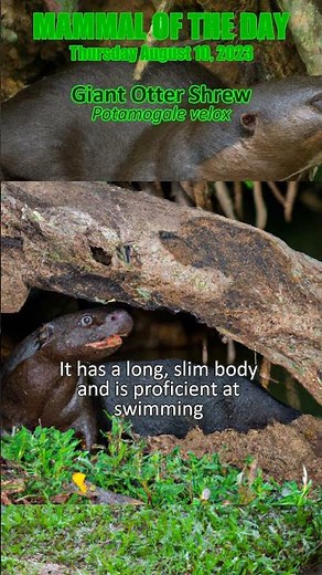 2023-08-10 Giant Otter Shrew