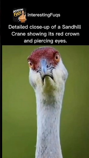 Staredown with a Sandhill Crane 🦃