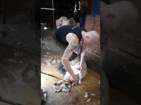 New Zealand Sheep Shearing