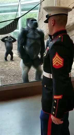 🐾FunnyAnimals🐾 ZOOLOL🐾| Trained gorilla in zoo