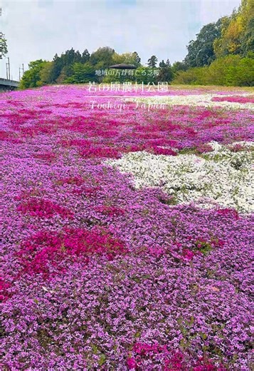 【幸せの色はさ何色に見える𓂃𓂂ꕤ*.ﾟ】 地域の方が愛情を込めて育てた芝桜がとても綺麗でした🫶🏻💗 #若の原農村公園 #芝桜#野木町#風景 #栃木の魅力を伝えたい