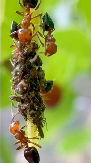 -Aphids and Carpenter Ants- #ants #aphids #nature #naturelover #fyp