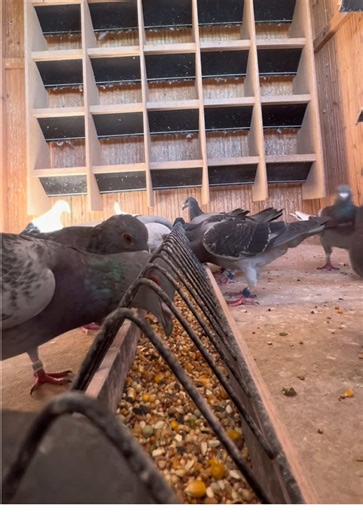 🕊️ Energia, refacerea și imunitatea porumbeilor tăi încep de aici — cu combinația perfectă: Healthy Oil   Protein Plus de la Cest Pharma. 🔥 Healthy Oil transformă grăsimea în energie pură și protejează ficatul, iar Protein Plus accelerează refacerea și dezvoltă musculatura și penajul de calitate. Dacă vrei porumbei care rezistă mai mult, se recuperează mai repede și rămân în formă maximă — asta e rutina care face diferența. 📍Disponibile acum pe columbovet.ro, în magazinul din Oradea sau la te