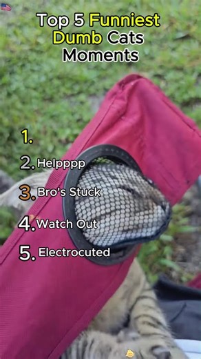 Ranking Funniest Dumb Cat Moments #cat #funny #catvideos #funniestcat