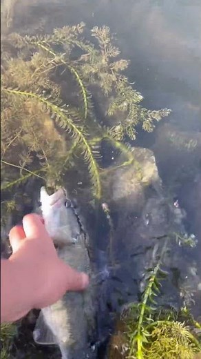 Nice lil bass on the flying c spinner