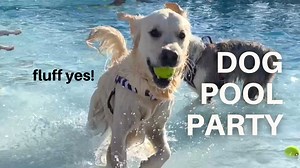 At the end of the season, our community hosts a BIG doggie splash day at one of the local recreation centers. They fill the pool with non-chlorinated water and invite people to bring their dogs for a huge party. Leo had an absolute blast. Make sure you watch all the way so you can see him do his belly flops and cannon balls! #goldenretriver #dogswimming #dogswim #dogswimmingpool #funnydog #englishcreamgoldenretriever | Leo the Cream