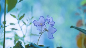 Close-up Beautiful African Violets : vidéo de stock (100 % libre de droit) 3812826669 | Shutterstock