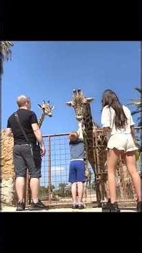 Funny animals Encounter😂 #wildlife #animals #nature