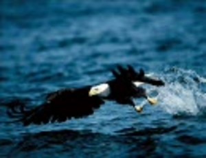 翼をください ～虹の翼2002～