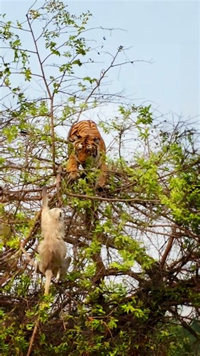 4.8M views · 43K reactions | The monkey totally outsmarted the tiger | Newsner.com | Facebook