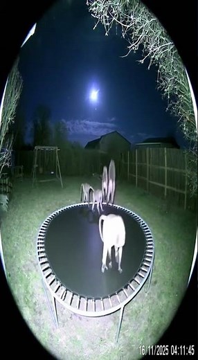 Olive baboons on a trampoline unexpected visitors #Shorts #FunnyAnimals #UnexpectedVisitors