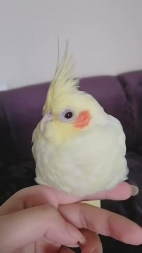 Fat cockatiel
