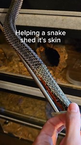 Satisfying snake shedding. #reptiles #venomoussnakes #pets #satisfying #snakeskin #snaketattoo #lizard #herping #colubrid #ballpythonbreeding #wildlifephotography #pythonregius #pythons #boaconstrictor #ballpythonbreeder #snakelovers #pythonsofinstagram #hognose #love #naturephotography #snakephotography #reptilephotography #petsnake #photography #cobra #snakelove #ballpythonmorph #snek #snakeofinstagram #snakesofinsta #Shorts #virals #best #fyp | Willard DEE