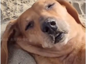 【地球生物搞笑日常#203】