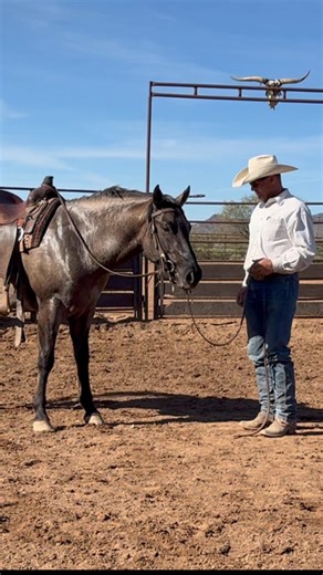 The first ride on the stallion “Shotgun” we shared last went pretty well. I think he had a good foundation and he’s not a bad horse…but he did have a “fun” little trick he’s learned. I’ll show you that tomorrow. In the meantime, I feel it important to mention that as trainers one of our most crucial fundamental skills is recognizing and tailoring our program to the kind of individual we are working with. My approach to this big, strong, mouthy stallion is going to be quite different to a scared 