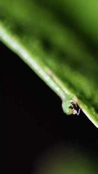 Carnivorous Caterpillars will live rent free in my Nightmares