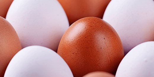 Brown Eggs vs. White Eggs: Is There a Difference?