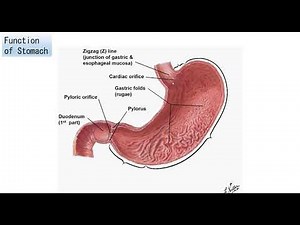 Foregut Anatomy