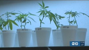 Weighing the pros and cons of Proposition 64