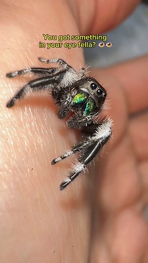 36K views · 892 reactions | Even spiders like to keep clean! Look how he wipes those big eyes of his  # He’s a Phidippus regius Florida male jumping spider #jumpingspider | Jumping spider & Moth life | Facebook
