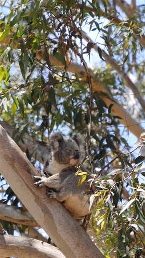 2.3K views · 137 reactions | Just another breezy day in the treetops  Our resident koalas are experts at staying calm even when the branches are swaying!  https://www.portstephenskoalasanctuary.com.au/visit/tickets | Port Stephens Koala Sanctuary | Facebook