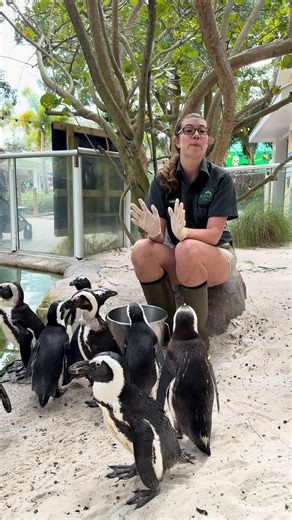 Who better to teach us more about African Penguins than Galyn, one of our dedicated Animal Caretakers and penguin enthusiast! 🐧 Watch to learn more about how we care for the colony that calls ZooTampa home and how we can participate in saving this critically endangered species. #ZooTampa #Tampa #Florida #AfricanPenguin | ZooTampa at Lowry Park