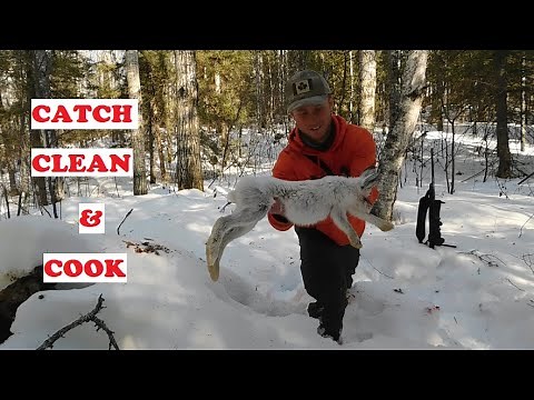 Snowshoe Hare (Catch, Clean and Cook)