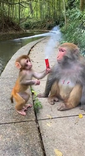 90K views · 637 reactions | Boom Pranker ! #monkey #abandoned #funny #playful #comedy #viral | Monkey Discovery | Facebook