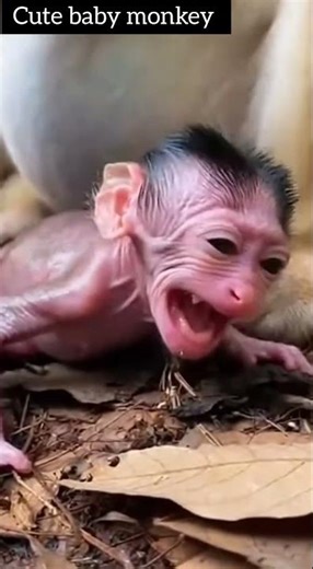 Pegnet🐒 cute baby #youtube viral video#trending #shorts feed #shorts viral