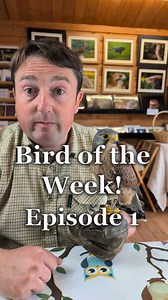 Birds of the Week Episode 1! Who will be the Naughty, most Improved and Best Bird at SMJ Falconry this week?! #smjbirdoftheweek #falconry #birdsofprey #smjfalconry #raptors #birdtok #birdlover #birds #owls | SMJ Falconry