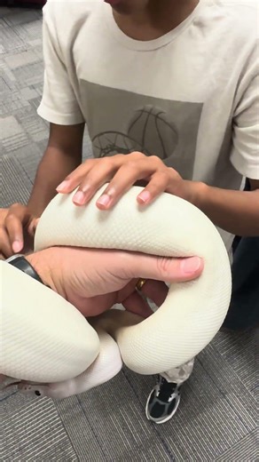 Creature Feature School Programs! #ballpython #reptiles #educational