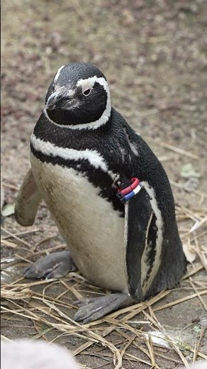 ペンギンの水族館生活 / Life at the Aquarium