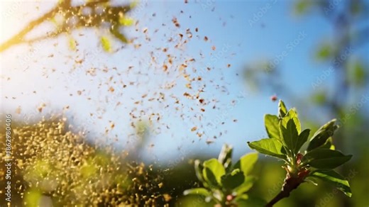 Botanical Release Close up pollen drift spring Detailed macro video of a specific spring plant (e.g., a flowering tree branch, grass