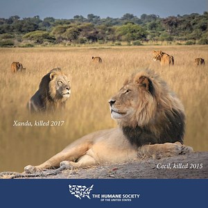 86K views · 7.3K reactions | On this World Lion Day, let us remember Cecil and his son Xanda who were both killed by trophy hunters. Help us protect these beautiful animals, as well as many others, by making trophy hunting a thing of the past before there are no animals left: www.humanesociety.org/lionday. | Humane World for Animals | Facebook
