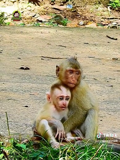 7 Amazing Monkey Magic Tricks You Won't Believe