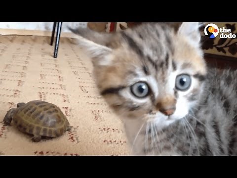 Kitten Meets Turtle: Has No Idea What To Make Of Him | The Dodo