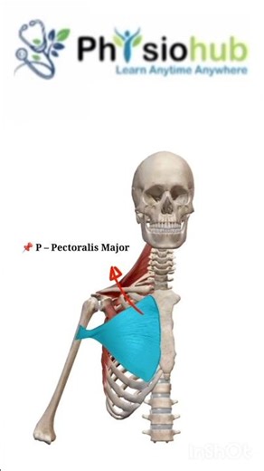 •scapula depression muscle ll #anatomy#stretching#physio #physiotherapist #muscleanatomy