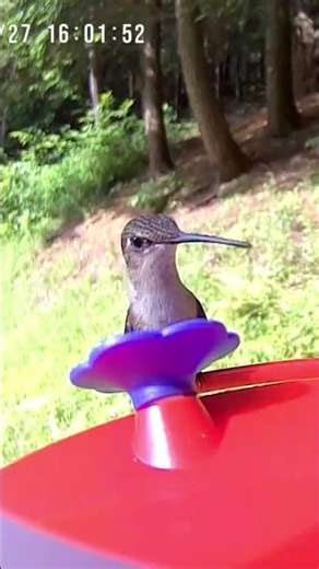 hummingbird