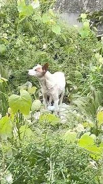 Blind Senior Dog Lost Everything But Never Lost His Ability to Trust and Love Again
