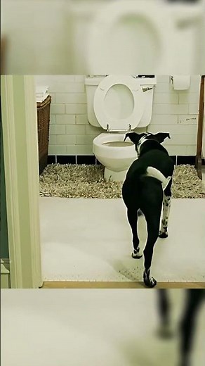 Bruce Almighty Dog Pees ∙ Religuous Comedies Satires