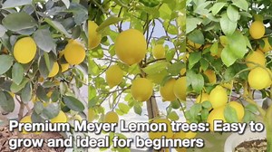 Meyer Lemon Tree Live, Dwarf Citrus Plant, Yellow Lemon Seedling, 2-4 Inches Tall Starter Plant, in 4" Pot for Indoor or Outdoor Growing