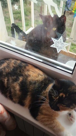 #клон #сериалы #котята #милота #cat #прикол #красиваякошка #funny #моякошка