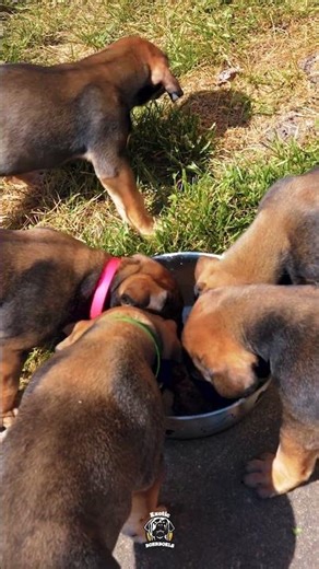 This Is What a PROPERLY Raised Litter Looks Like at Mealtime #boerboels #boerboelpuppies