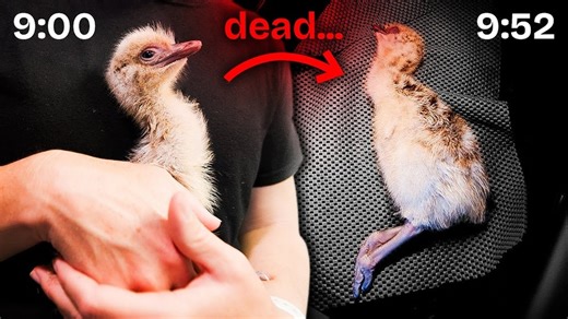 Oh No! Something Terrible Happened to our Emu #farming #farmlife #nature | White House on the Hill