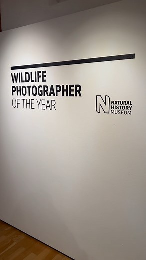 Ausstellung „Wildlife Photographer of the Year“ im Naturkundemuseum Reutlingen 📸🐍🦍🐆🦑 Das Naturkundemuseum zeigt vom 11.11.2022 bis zum 05.02.2023 auf vier Etagen die Auswahl der 100 besten Bilder, die von einer Jury ausgezeichnet wurden. Zu sehen sind großartige Landschaftsaufnahmen, außergewöhnliche Tierfotos und faszinierende Unterwasser-Fotografien. Mit bewegenden Einblicken in das großartige und manchmal auch dramatische Naturgeschehen auf unserer Erde zieht die Ausstellung jedes Jahr m
